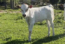 Excellent Luck PL x PL Desperation heifer calf