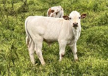Excellent Luck PL x Dunn Ditto bull calf