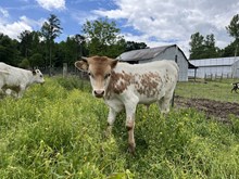 Dunn Scarface x PL Jail Break bull calf