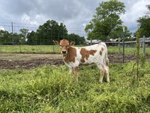 Excellent Luck PL x LRF Jessie bull calf
