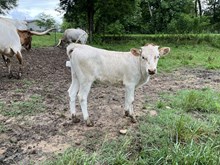 Excellent Luck PL x PL Desperation heifer calf