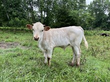 Excellent Luck PL x Dunn Ditto bull calf