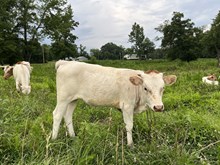 Excellent Luck PL x PL Desperation heifer calf